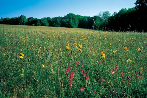 Pfullinger Berg
