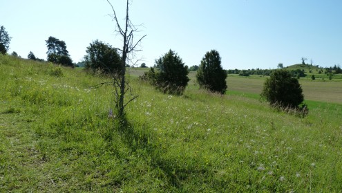 Wacholderheide Digelfeld