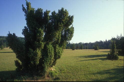 Sternberg