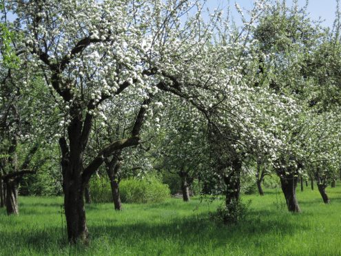 obstbaumwiesen-rohrer-weg